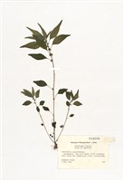 藏品(牆草屬)的圖片